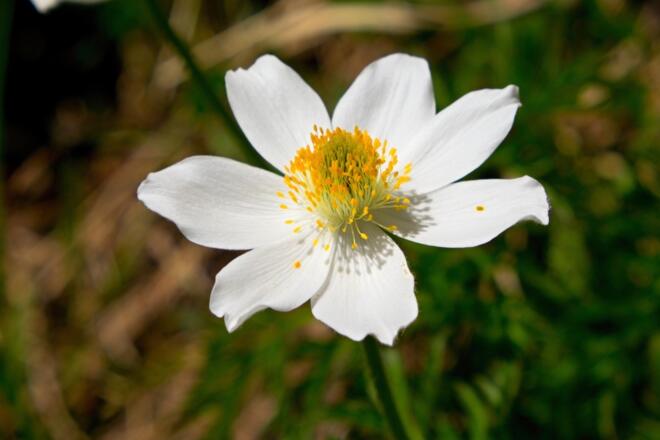 Alpen-Anemone