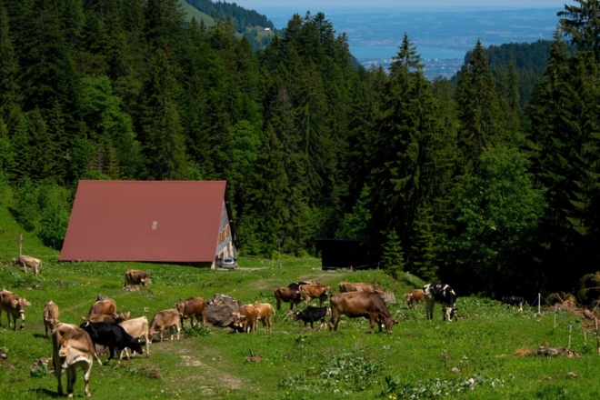 Unterfluhalpe mit Blick zum Bodensee