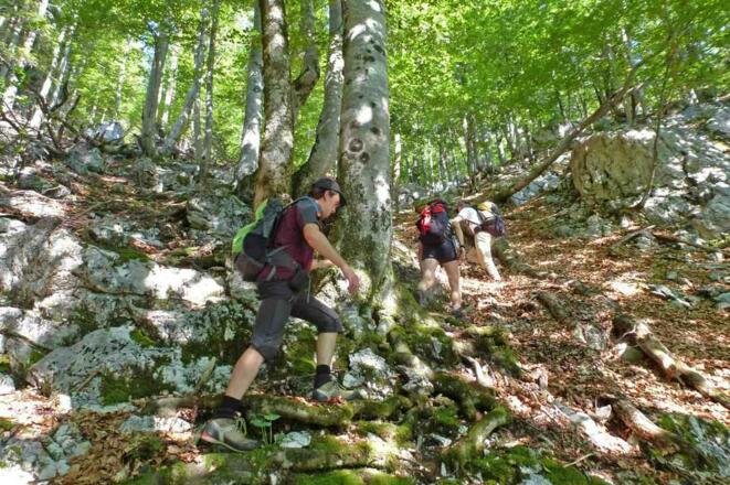 Im Wald oberhalb des Plattensteiges