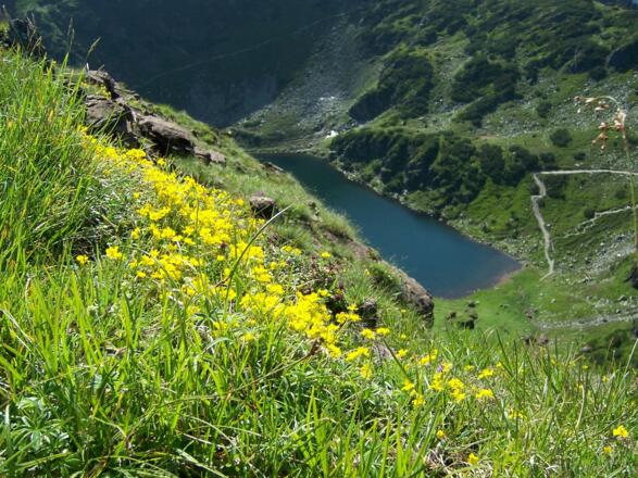 Am Weg zum Wildseelodergipfel