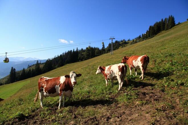 Wo wir im Winter Ski fahren, grasen im Sommer die Kühe