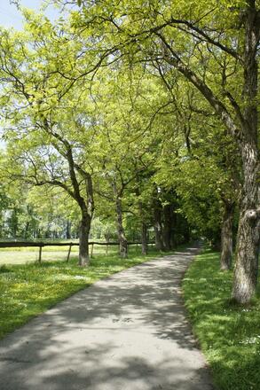 Weg von der Abtei Mehrerau wieder zurück zum See