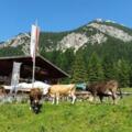Vilser Alm