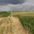 Feldweg Richtung Steinfeld