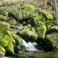 Moosbewachsene Granitfelsen im Gießenbach