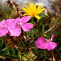 Alpennelken auf der Speikwiese 2120m