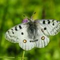 Zur Flugzeit zwischen Juni und August (mit Flugschwerpunkt im Juli) ist der Apollofalter (Parnassius apollo) im Umfeld der Vordersandlingalm regelmäßig zu beobachten.