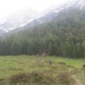 Almberg Alm