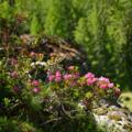 Alpenblumen