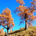 Lärchen am Schlussanstieg zum Feilkopf 1520m