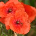 mohn-002