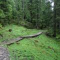 Auf Holzstegen durch den Wald