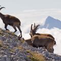 Steinböcke können des öfteren im Gipfelbereich des Großen und Kleinen Solsteins beobachtet werden!