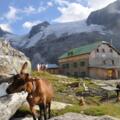 Selbst die Ziegen fühlen sich bei der Greizer Hütte wohl.