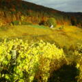 Weinberge