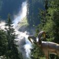 Der 1. Wasserfall mit Steinbock im Vordergrund