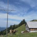 Alpe Lingenauere